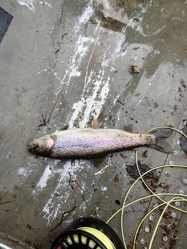 Rainbow Trout