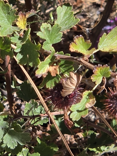 iNaturalist observation photo of Sierra Gooseberry