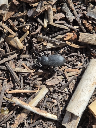iNaturalist observation photo of California Broad-necked Darkling Beetle