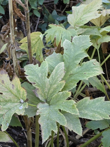iNaturalist observation photo of common cowparsnip