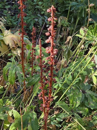 iNaturalist observation photo of woodland pinedrops