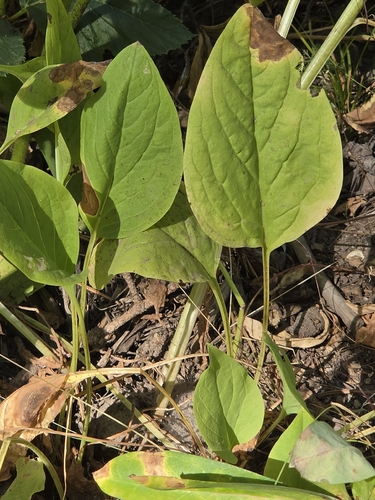 iNaturalist observation photo of Cynoglosseae