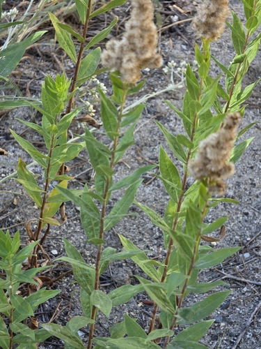 iNaturalist observation photo of west coast Canada goldenrod