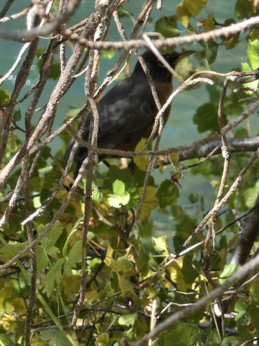 iNaturalist observation photo of American Robin