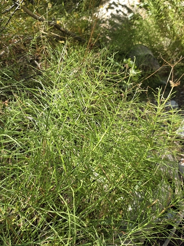iNaturalist observation photo of field horsetail