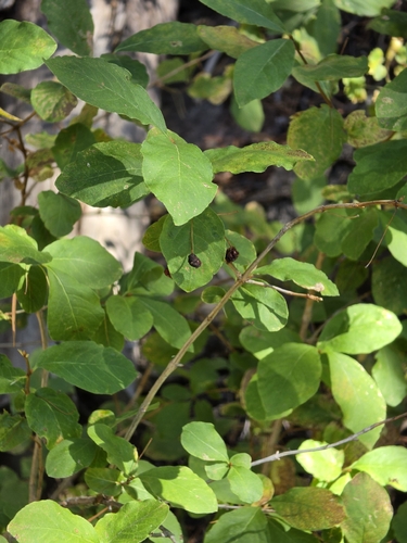 iNaturalist observation photo of purpleflower honeysuckle