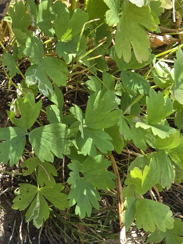 iNaturalist observation photo of western columbine