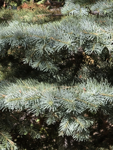 iNaturalist observation photo of red fir