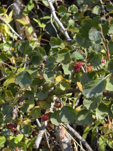 iNaturalist observation photo of wax currant