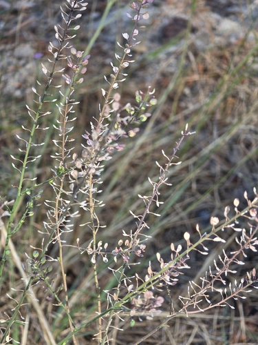 iNaturalist observation photo of Virginia pepperweed