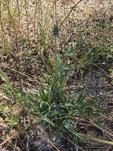 iNaturalist observation photo of bigflower agoseris