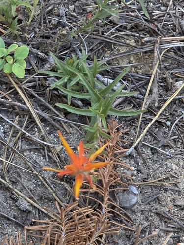 iNaturalist observation photo of Distichous Paintbrush