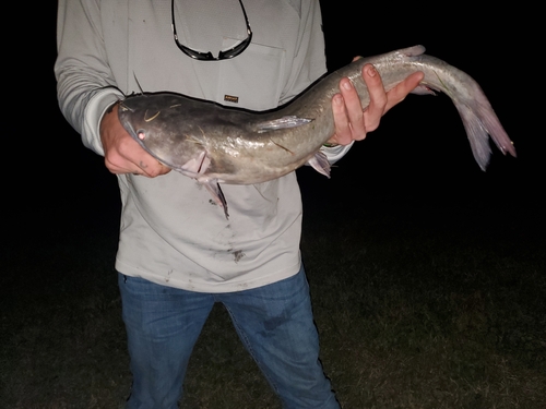 Channel Catfish