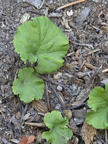 iNaturalist observation photo of Brewer's Mitrewort