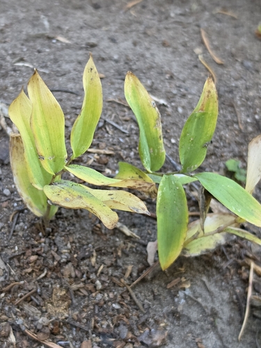 iNaturalist observation photo of star-flowered lily-of-the-valley
