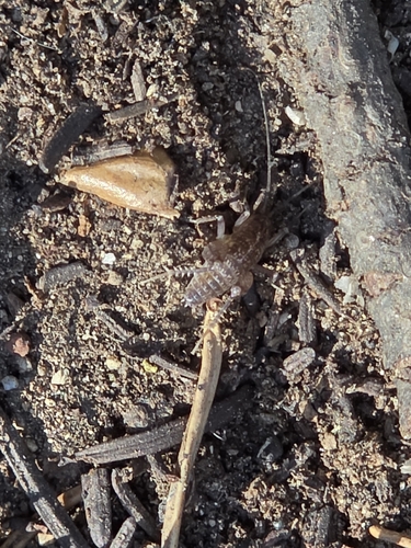 iNaturalist observation photo of California Camel Cricket