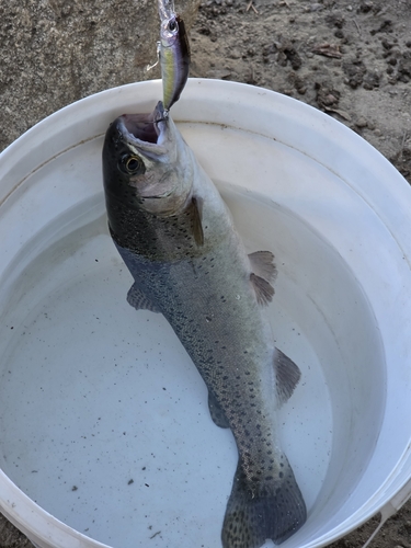 iNaturalist observation photo of Rainbow Trout