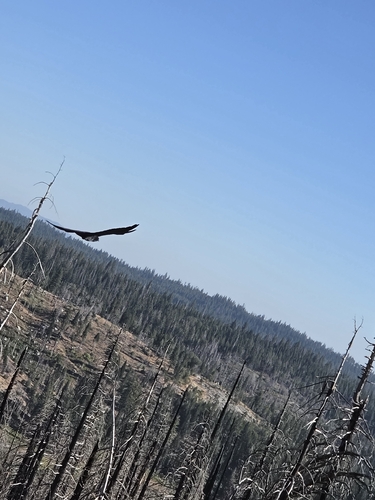 iNaturalist observation photo of Common Raven