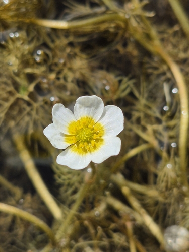 Longbeak buttercup