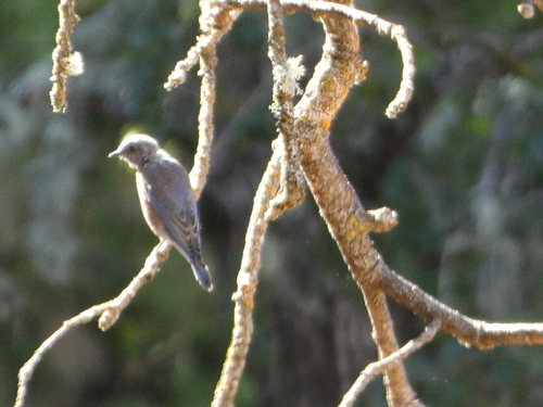 Western Bluebird