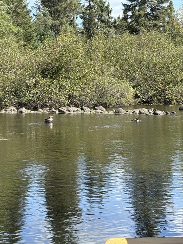 Common Merganser