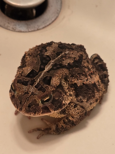 American Toad