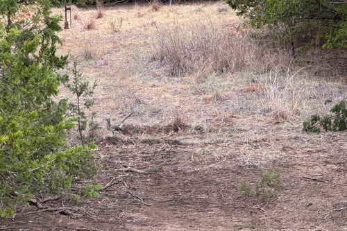 Greater Roadrunner