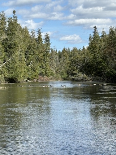 Canada Goose