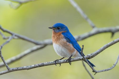 Eastern Bluebird