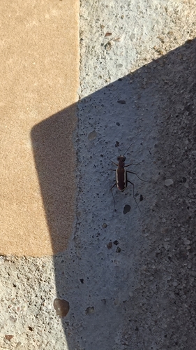 White-striped Tiger Beetle