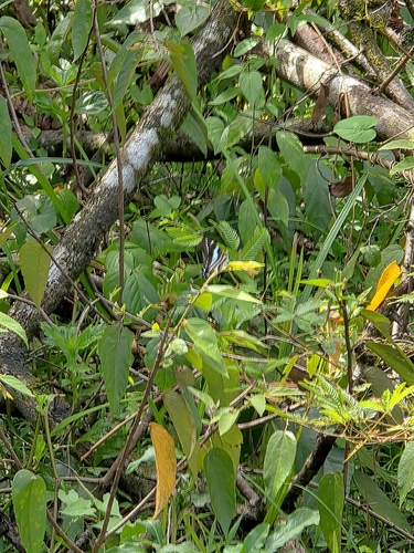 Jamaican Kite