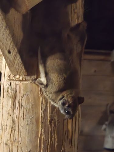 Northern Flying Squirrel