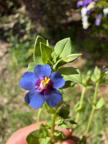 Blue Scarlet Pimpernel