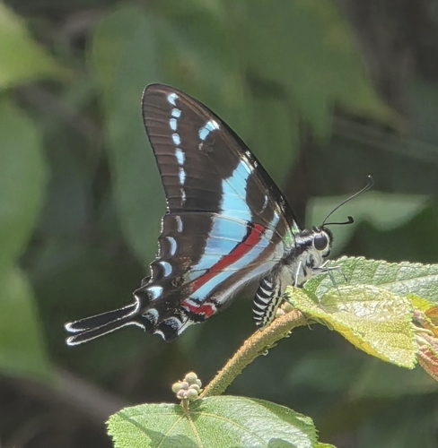 Jamaican Kite