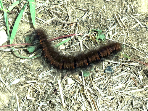 Fox Moth