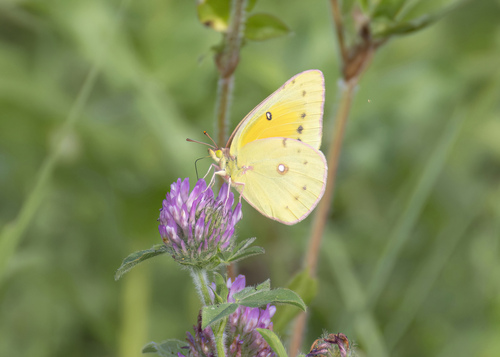 Orange Sulphur