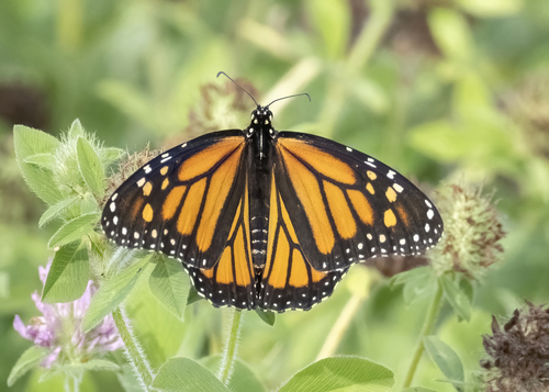 Monarch