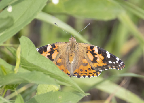 Painted Lady