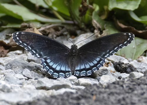 Red-spotted Purple