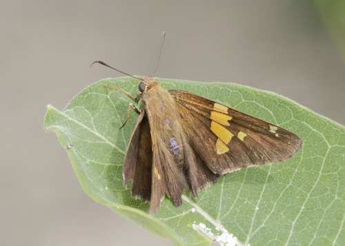 Silver-spotted Skipper