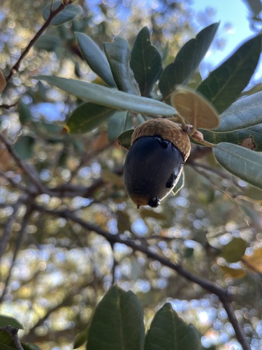 iNaturalist observation photo of drippy acorn disease