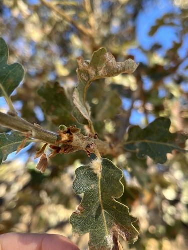 iNaturalist observation photo of Yellow Wig Gall Wasp