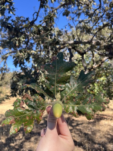 iNaturalist observation photo of Oregon × valley oak