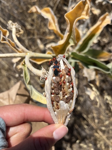 iNaturalist observation photo of Oncopeltus