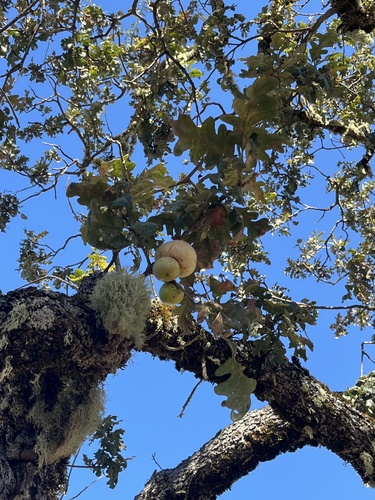 iNaturalist observation photo of California Gall Wasp
