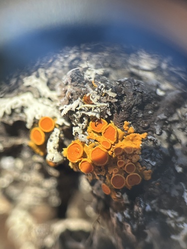 iNaturalist observation photo of Xanthomendoza