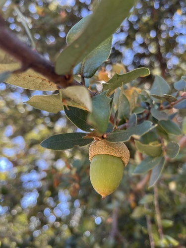 iNaturalist observation photo of canyon live oak