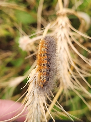 Salt Marsh Moth