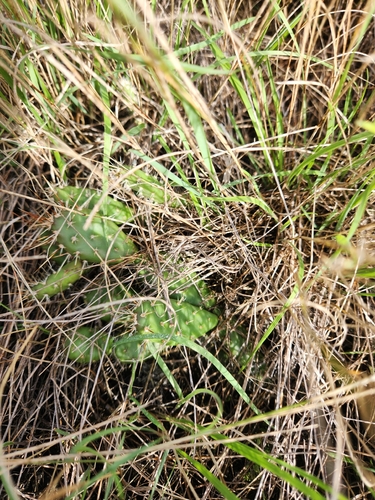 Brittle Pricklypear