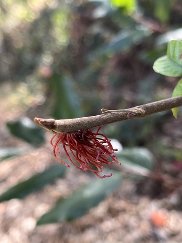 iNaturalist observation photo of Pacific poison oak